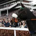 A racehorse steps out on to Cheltenham Racecourse.