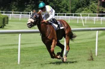 A jockey races a horse around a track.